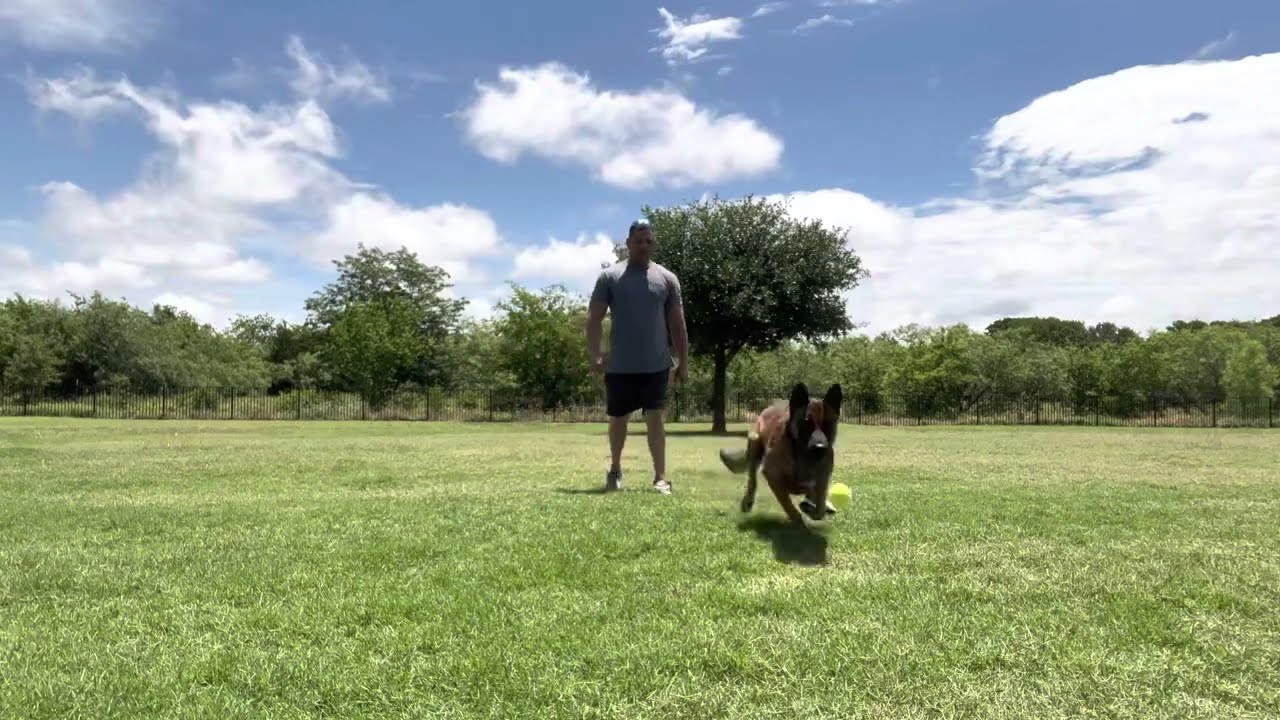 K9 Barry male malinois KNPV PH1 doing some off leash obedience