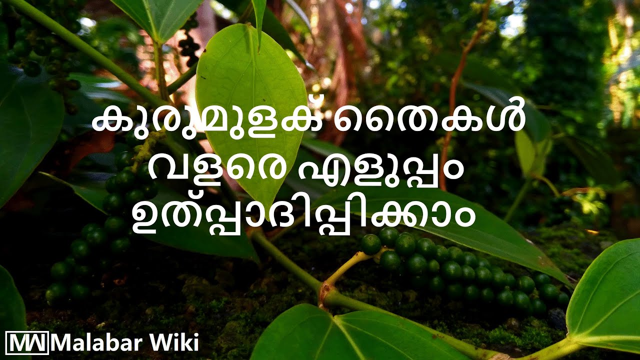 കുരുമുളക് തൈകൾ എളുപ്പത്തിൽ ഉത്പ്പാദിപ്പിക്കാവുന്ന 2 രീതികൾ | Kurumulaku Krishi | Black Pepper.
