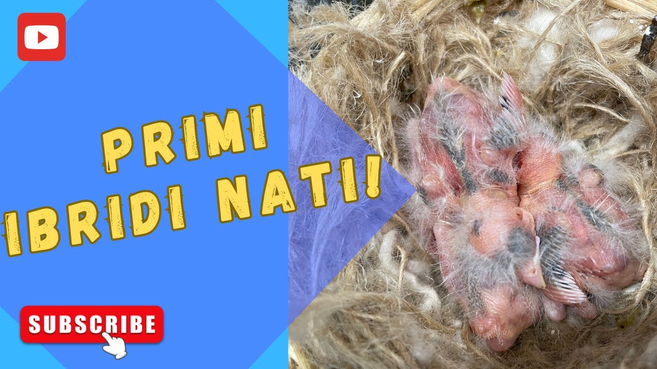 Primi ibridi nati! Facciamo un pò il punto della situazione.