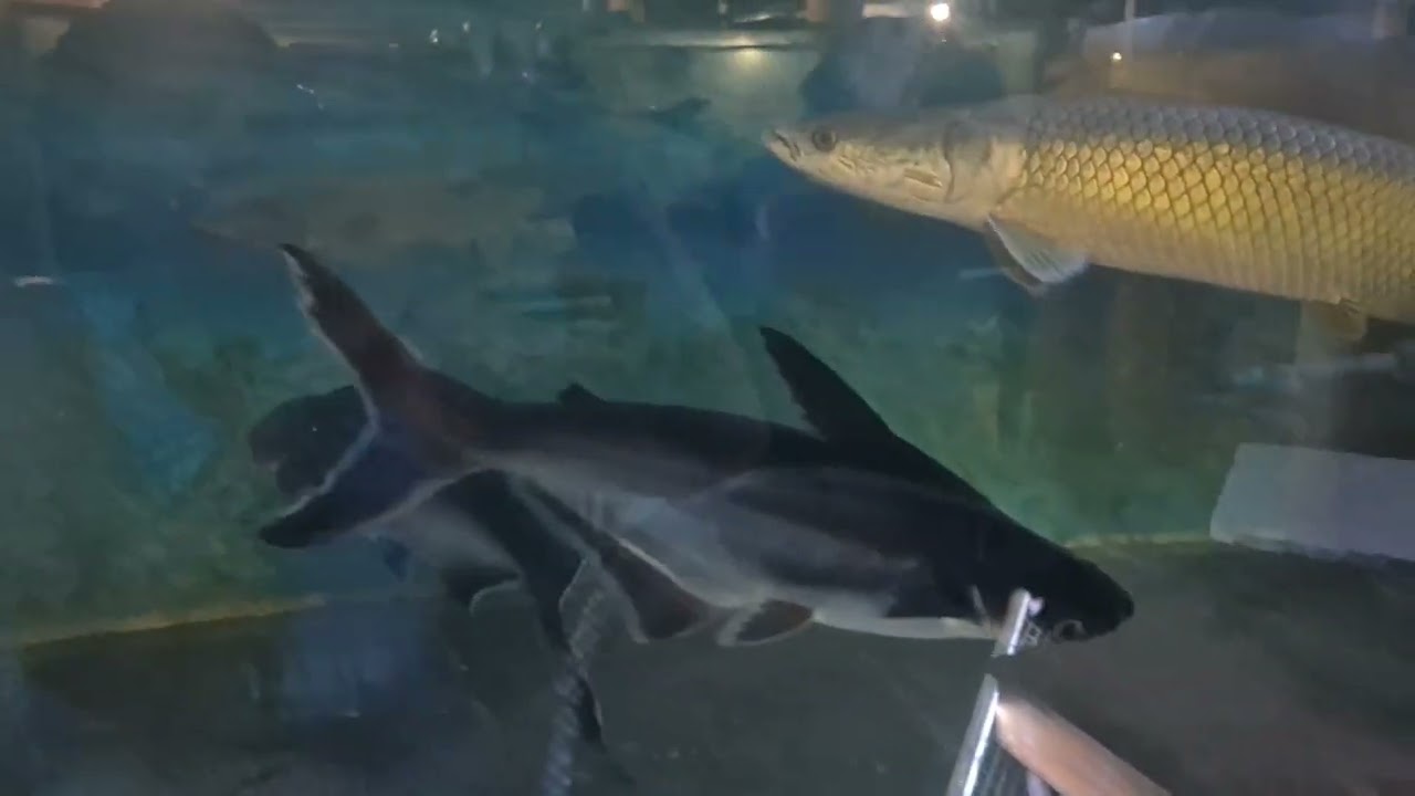 Arapaima feeding update 
