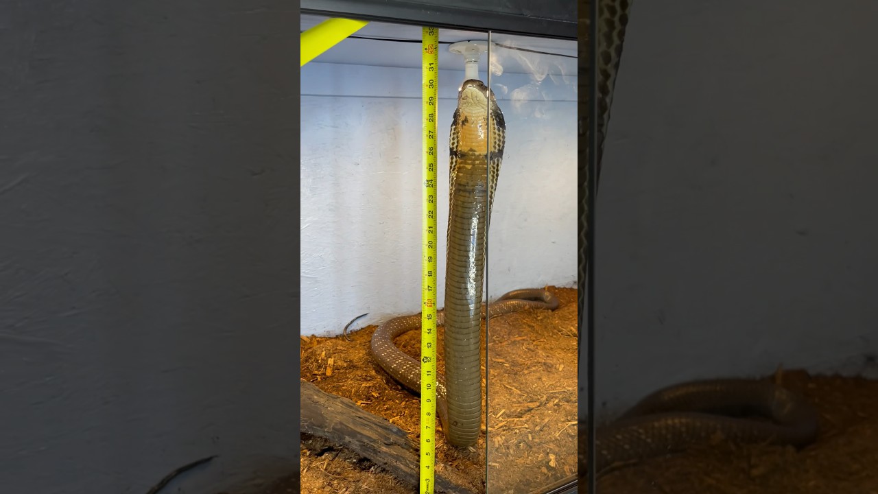 KING COBRA Standing Tall