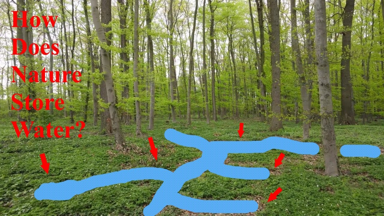 Starting A Forest Garden, Step One: Foundation