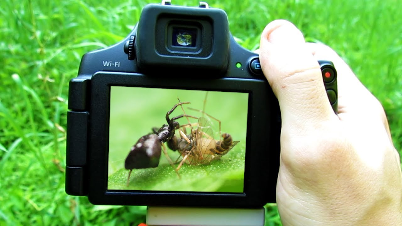 Close Up Macro Spider Photography - Step by Step Tutorial with the Canon PowerShot SX40 HS