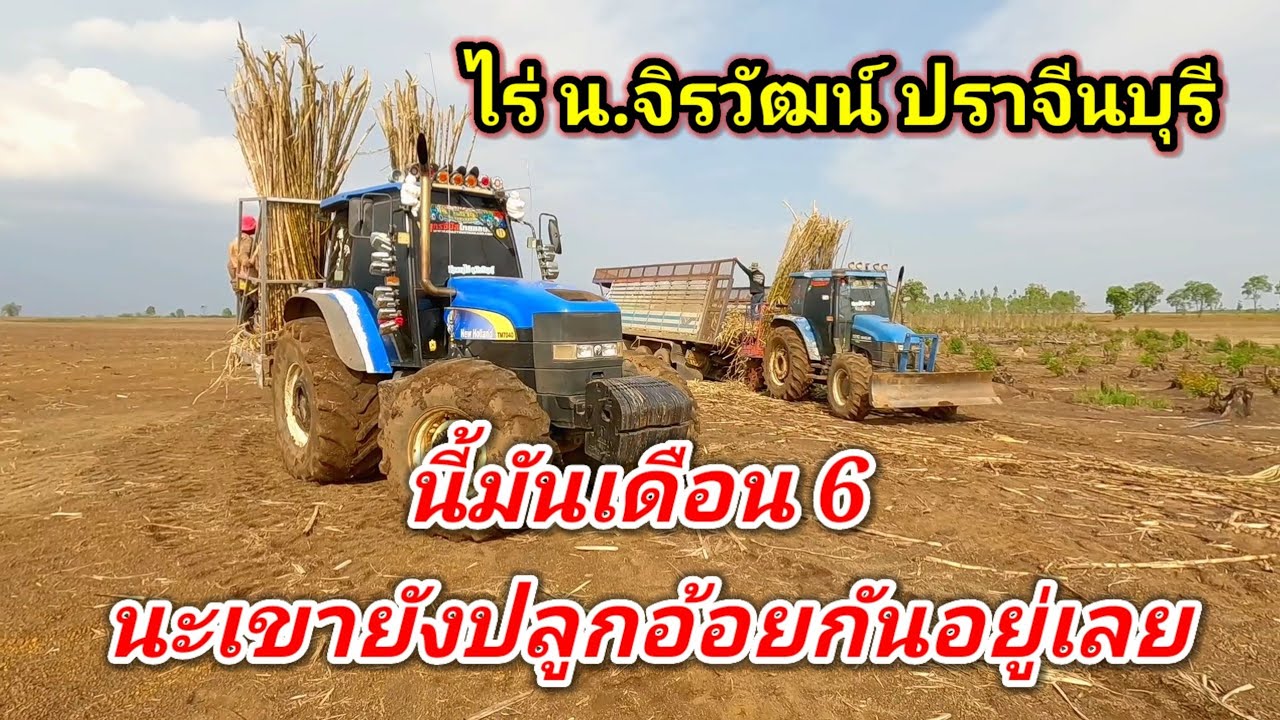 มาดู Ts110 ปลูกอ้อยกัน นี้มันเดือน 6 แล้วเขายังปลูกอ้อยกันอยู่เลย