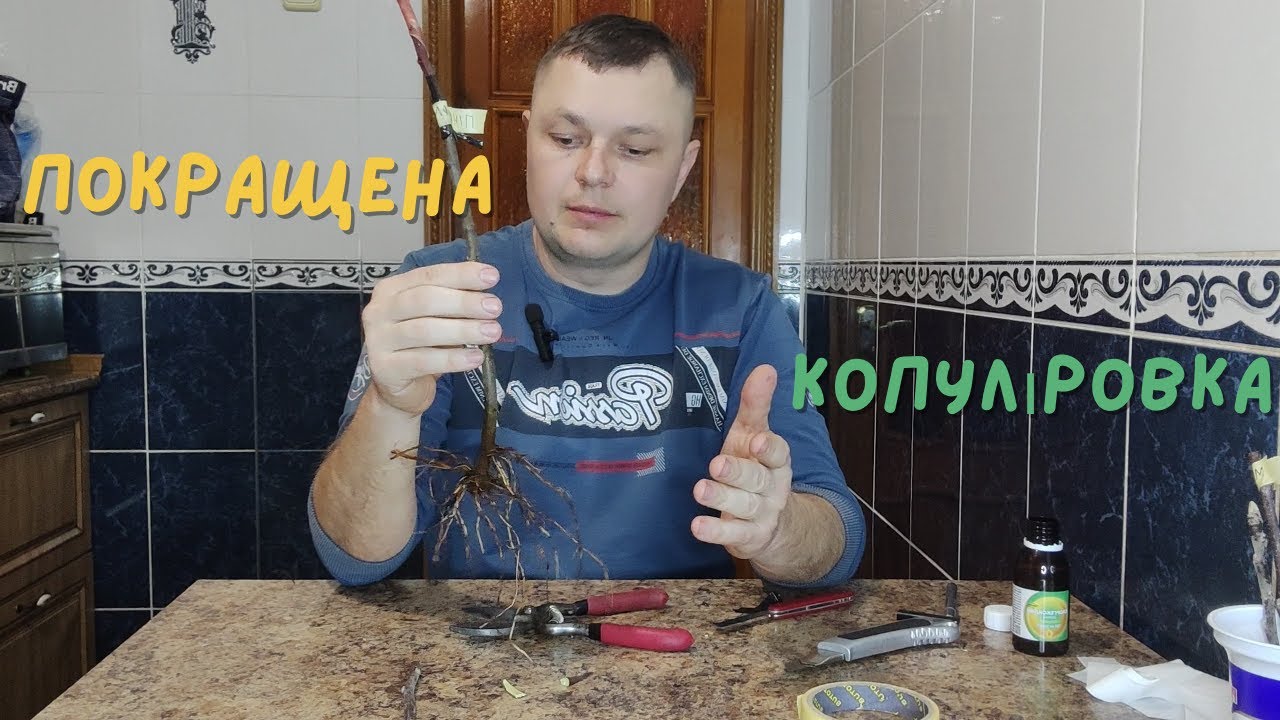 покращена копуліровка