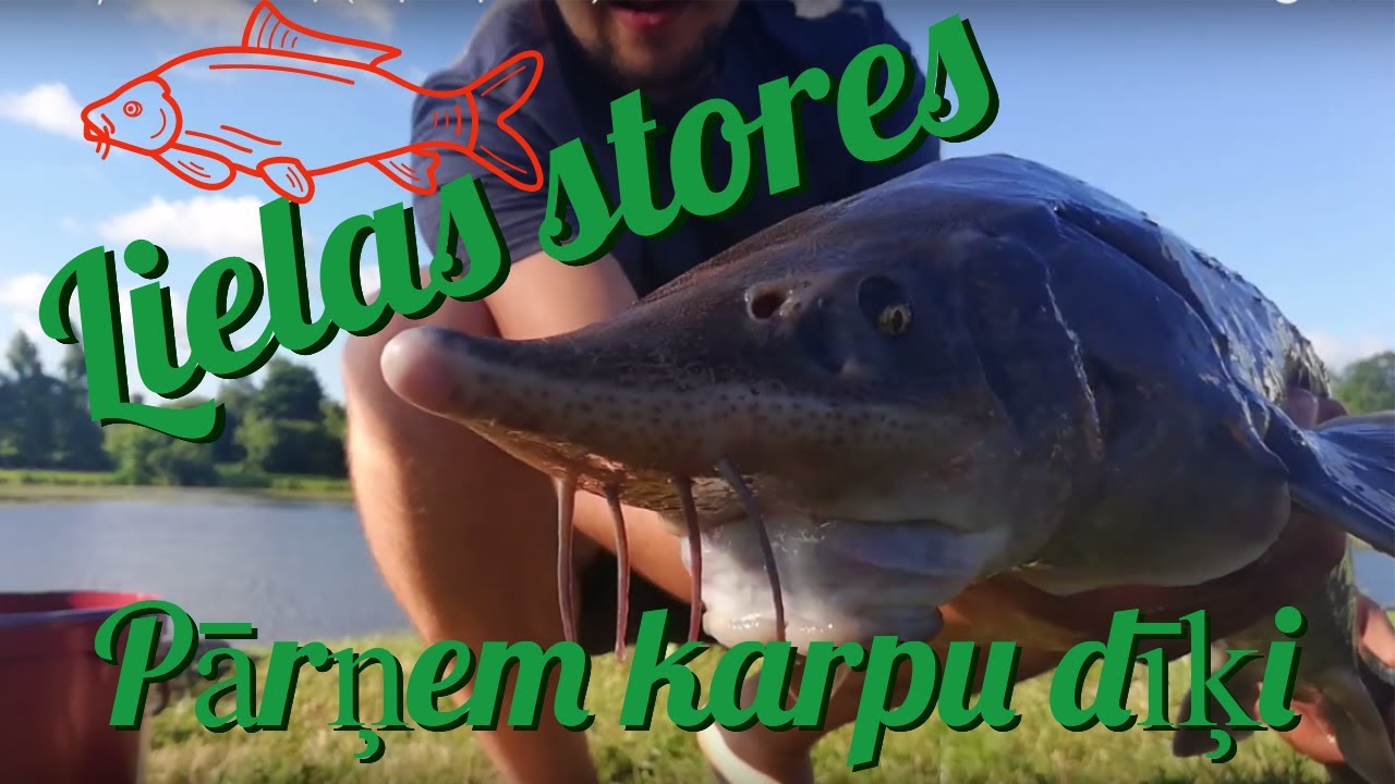 LIELAS STORES PĀRŅEM KARPU DĪĶI (karpu cope 2019)