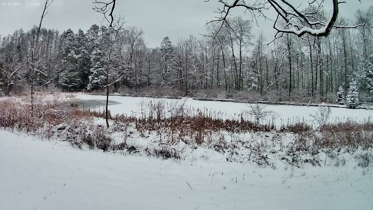 Relaxing Snow/Winter Scenery #17  - Dallas,PA #relaxing #nature #outdoors #viral #wildlife #snow