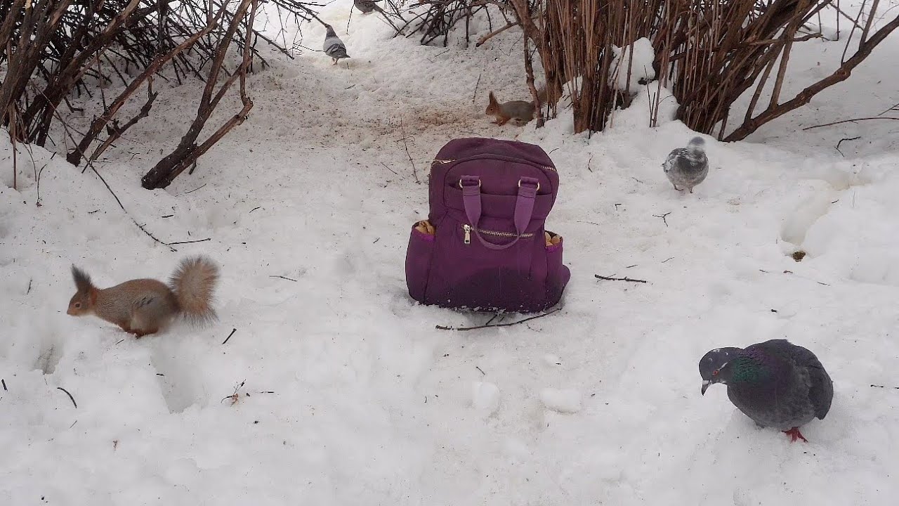 🎶Бельчонок не сразу нашёл орех