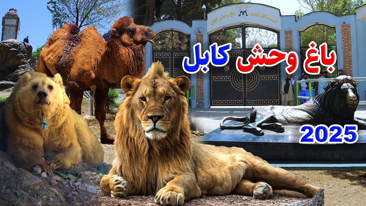 وضعیت باغ وحش کابل/kabul zoo