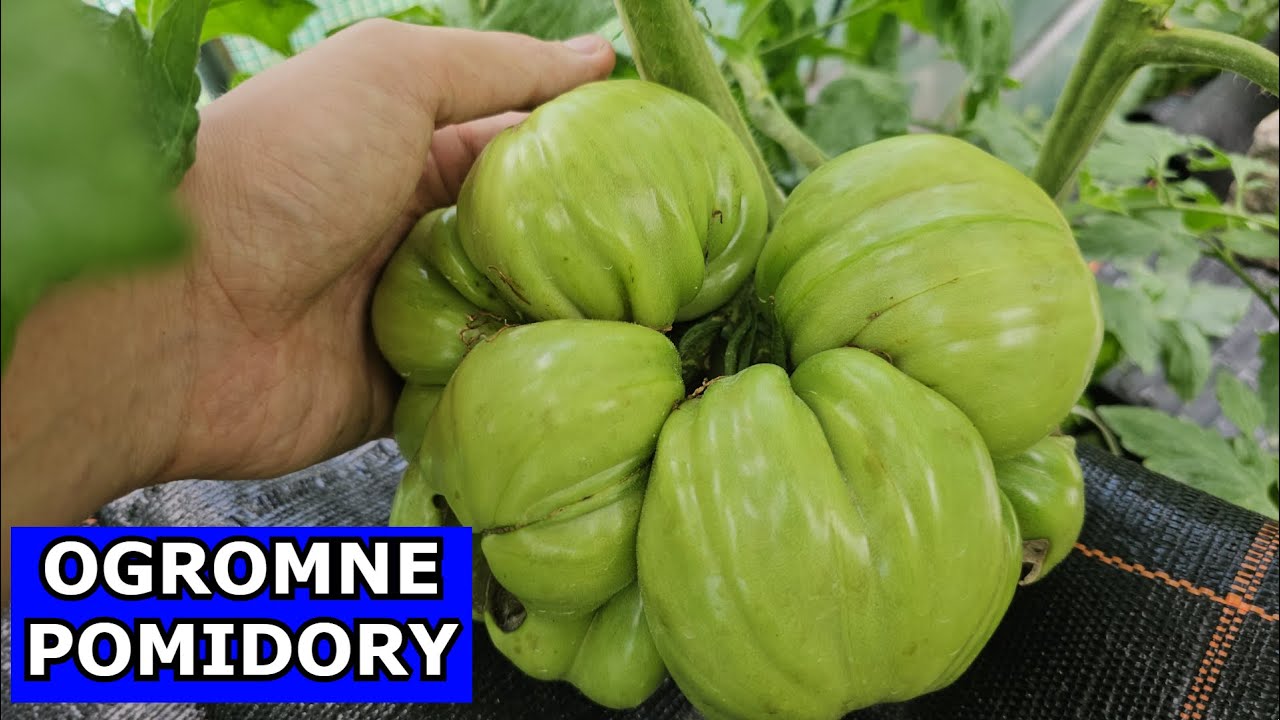 Nigdy Nie Miałem tak Wielkich Pomidorów. Uprawa na Rekord Polski. Pomidory Olbrzymie Giganty Uprawa.
