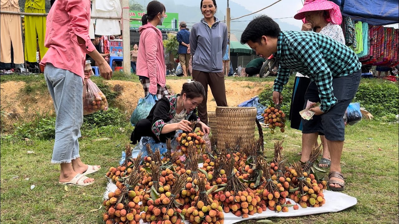 Harvesting Lychee goes to the market sell, Buy more pets Vàng Hoa, king king kong amazon