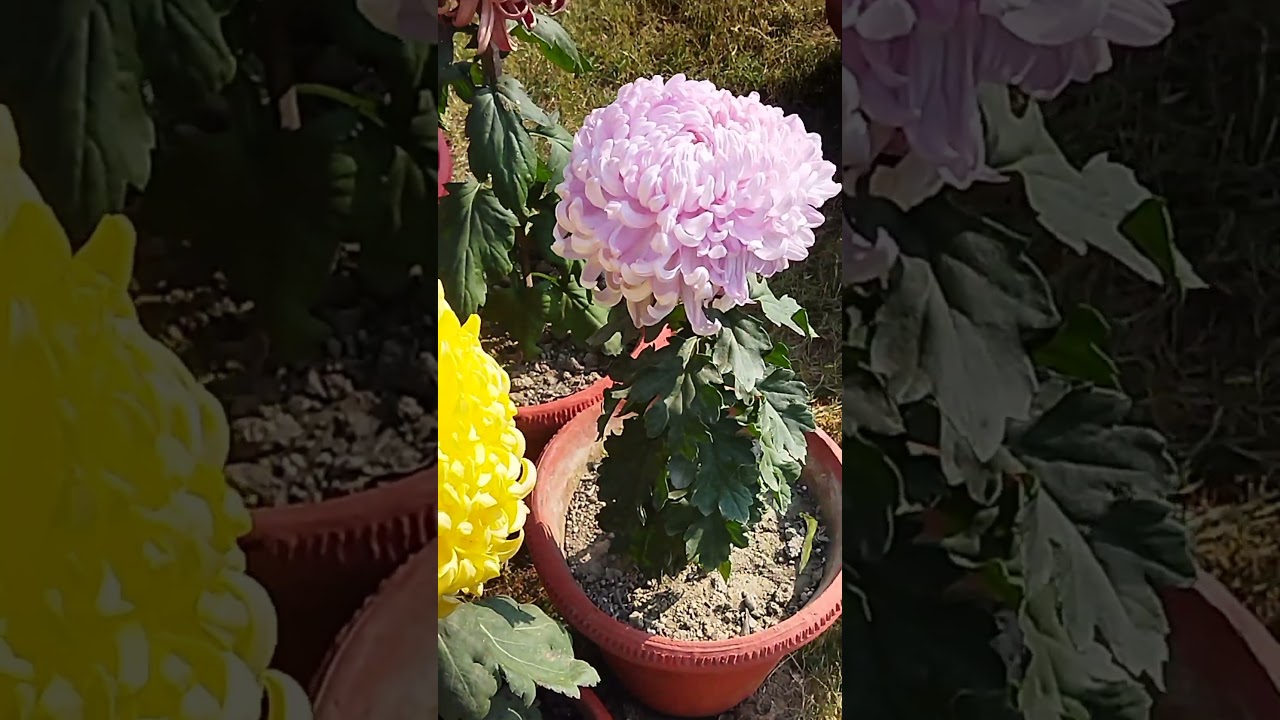 Annual Flower Show | December 2024 | @ShabLko
