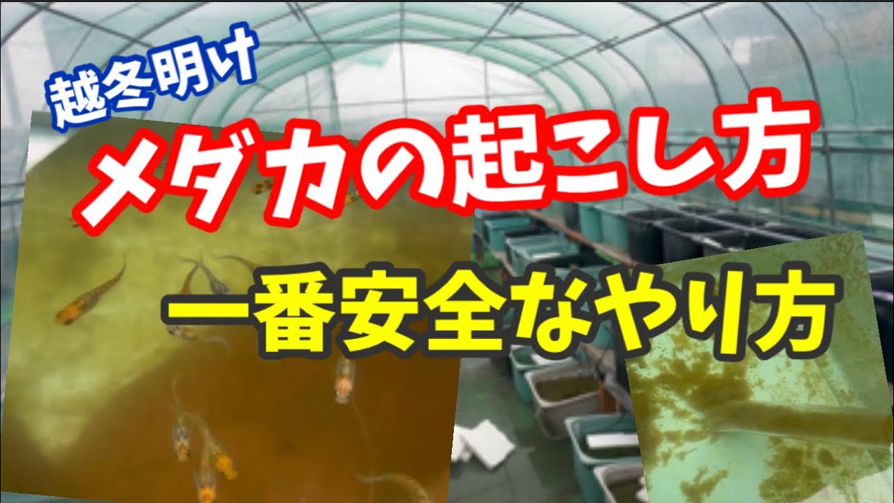 メダカ起こしを間違えると越冬が台無しです。【メダカ】