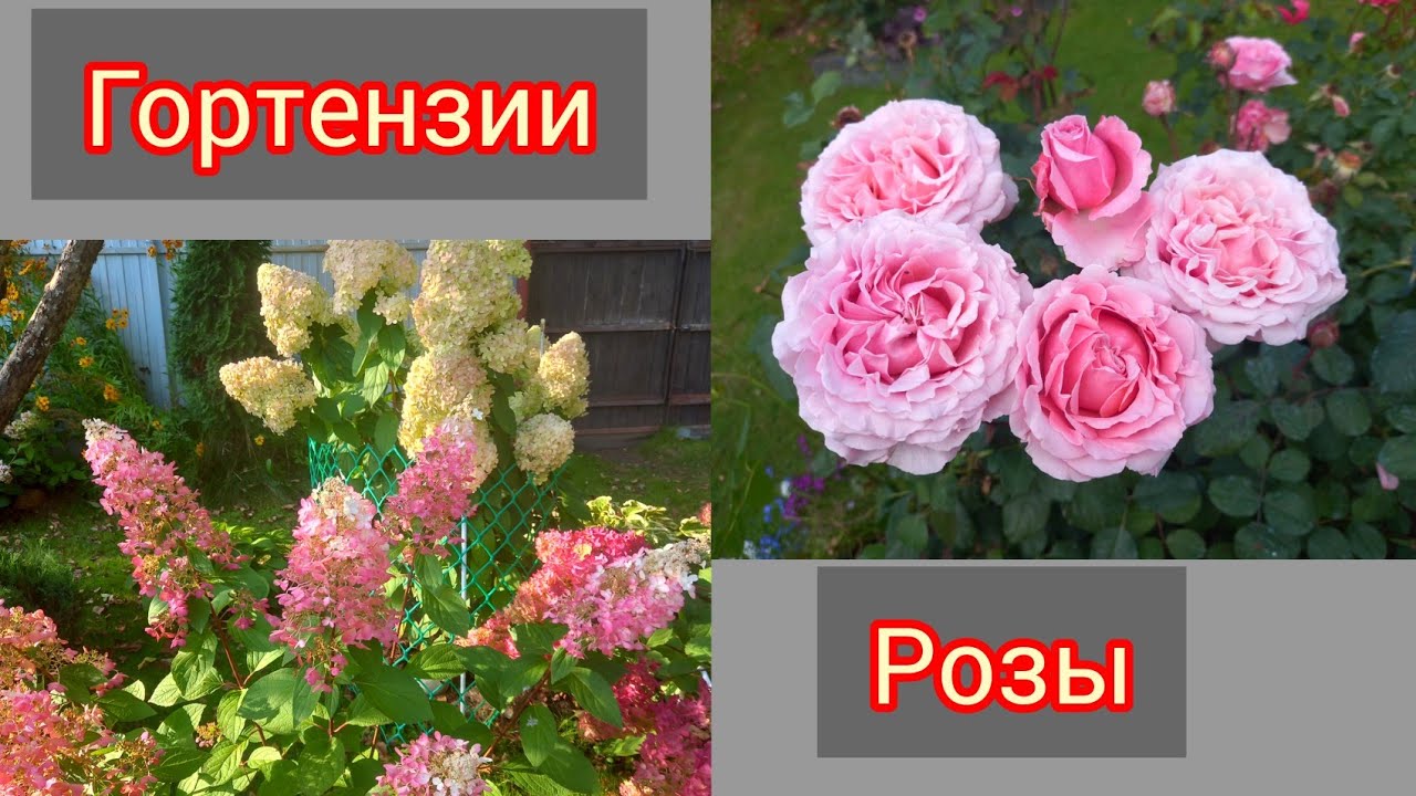 Розы и гортензии 15 сентября 2025г.Виноград.