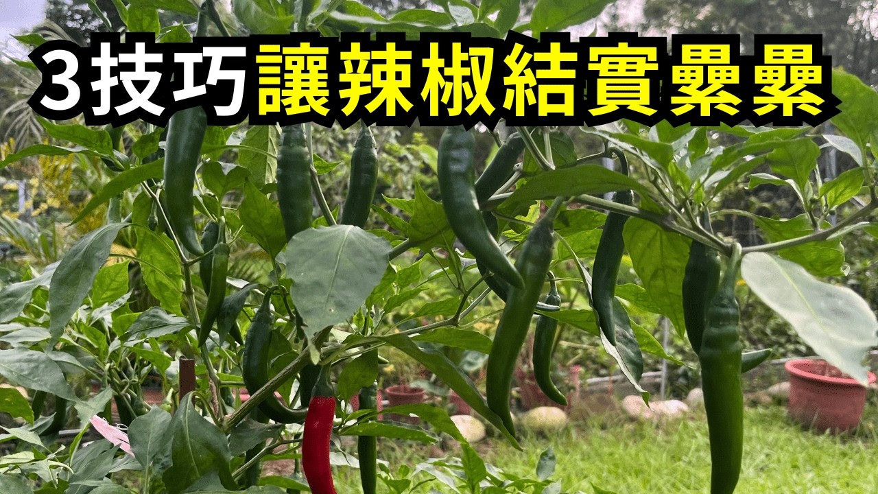 辣椒如何修剪整枝結果多?盆栽辣椒剪枝、施肥和澆水種植方法分享| 阿星種植