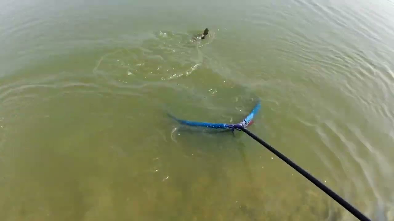 Le carpe dei Laghi Frasca Frascarolo.....#pesca #pellet #lago #feeder #galleggiante