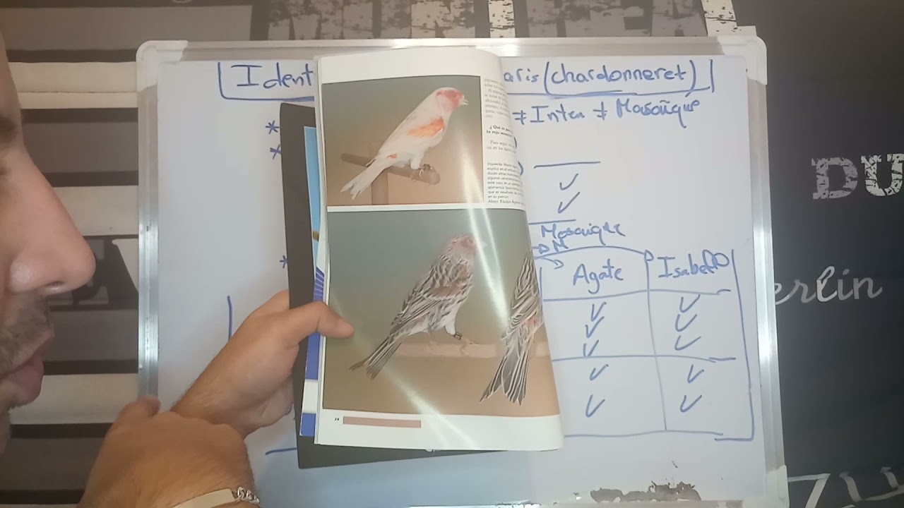 Comment identifier une mutation: partie 4) resumé des canaris, suivi des cas des chardonnerets