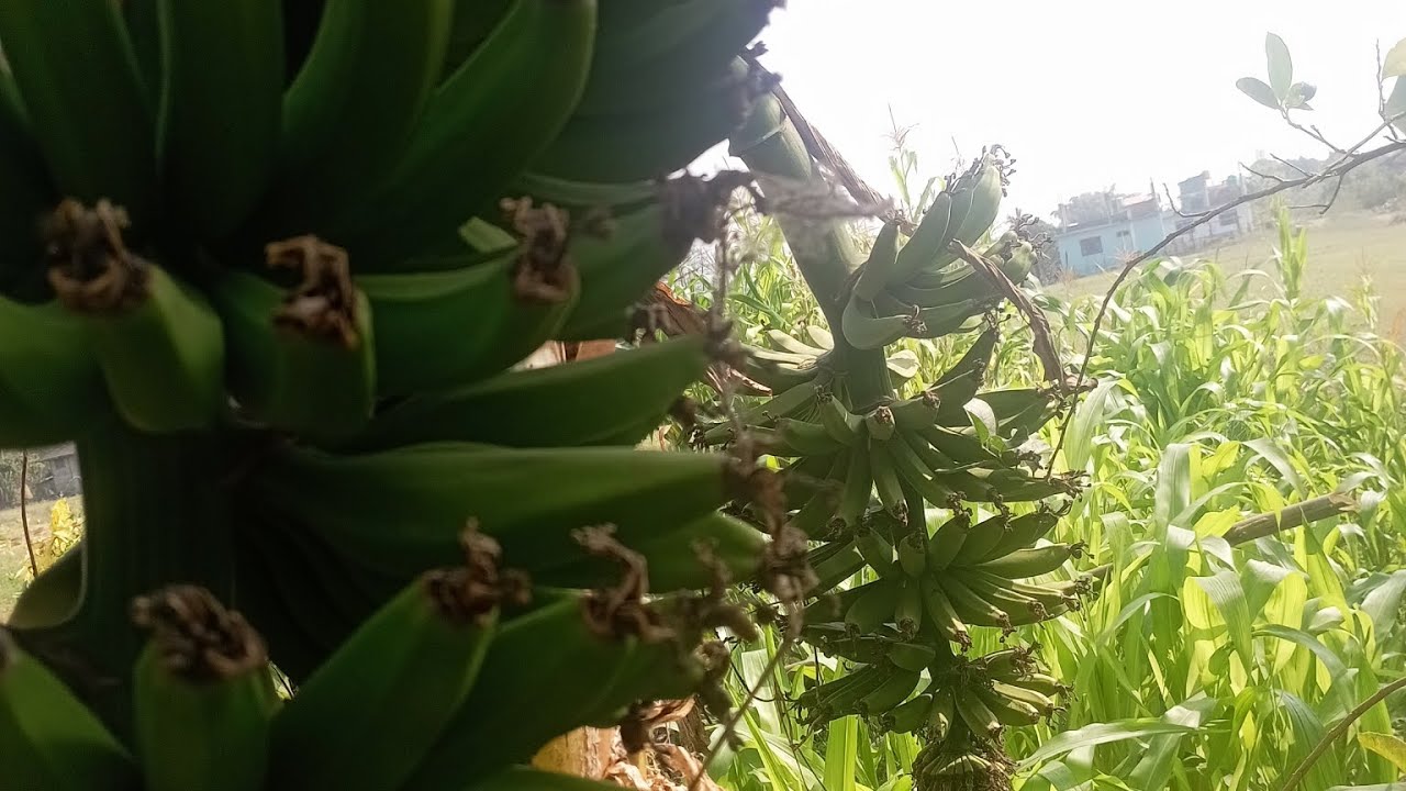 माइत गाउँ ❤️❤️