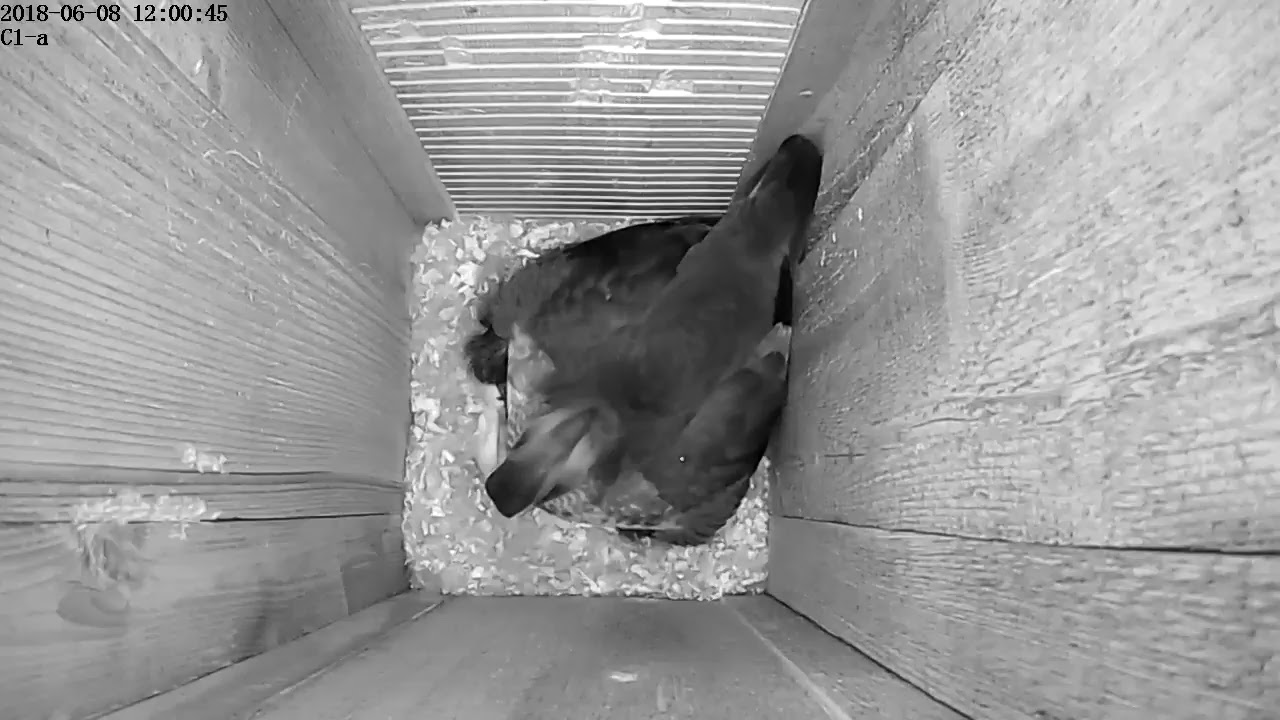 Wood Duck Nest Live Stream