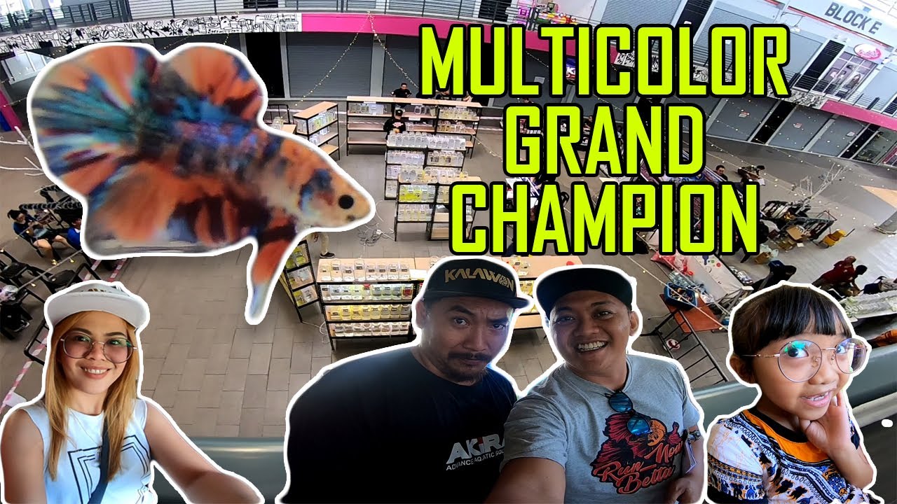 Sandakan Betta Competiton [VLOG]