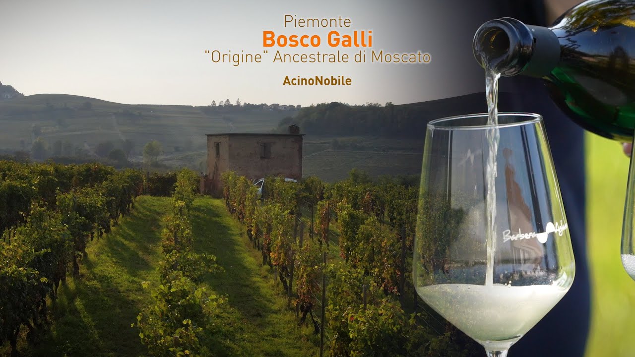🎁🍇METODO ANCESTRALE MOSCATO | BOSCO GALLI