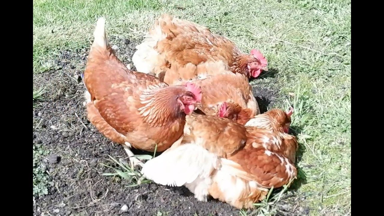 Life on the West Coast - New chicken coop and new chickens