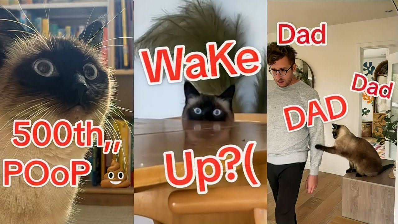 *BEST* MervTheCat Shorts #1 | Funny Talking Merv The Cat TikToks