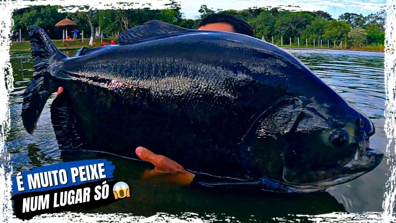 CONHEÇA O PESQUEIRO SANTA CLARA! Lago VIP com muito peixe!