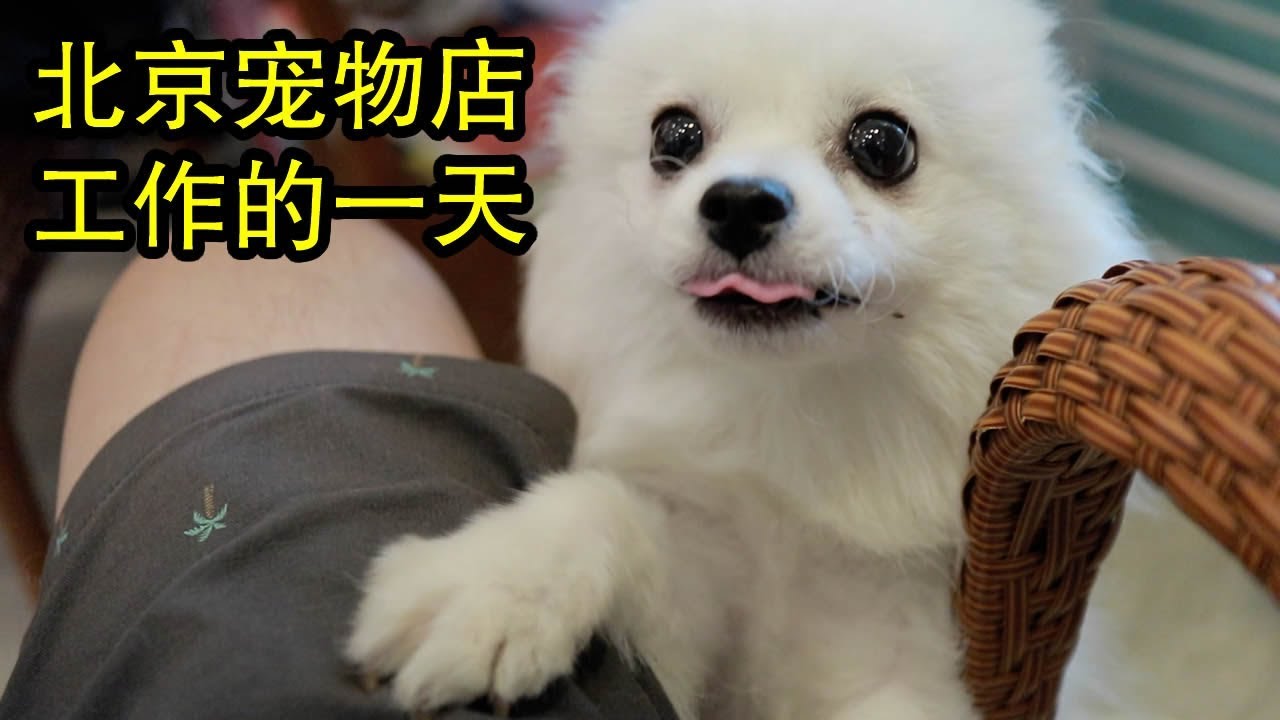 好基友的宠物店工作:每天工作10个小时,一周6天,很累钱少但没退路【北同】