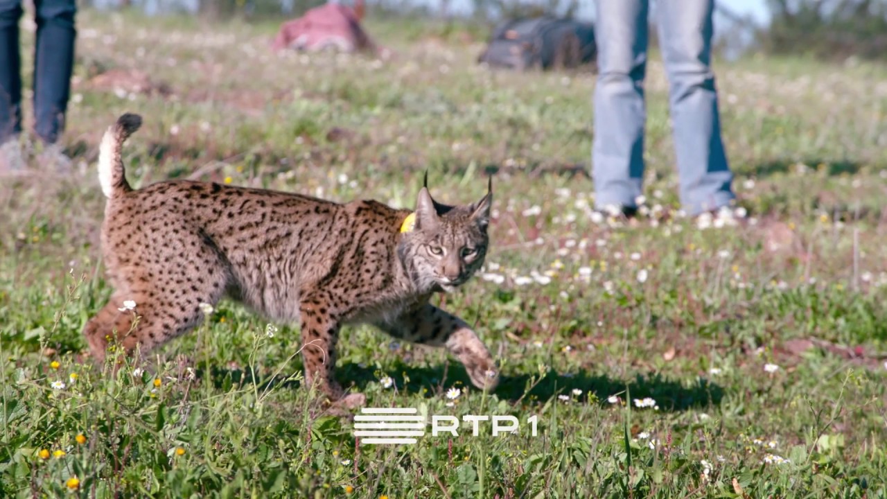 Separadores RTP 1 - Linces 03