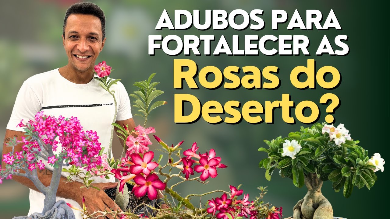 Adubo para fortalecer as Rosas do Deserto!