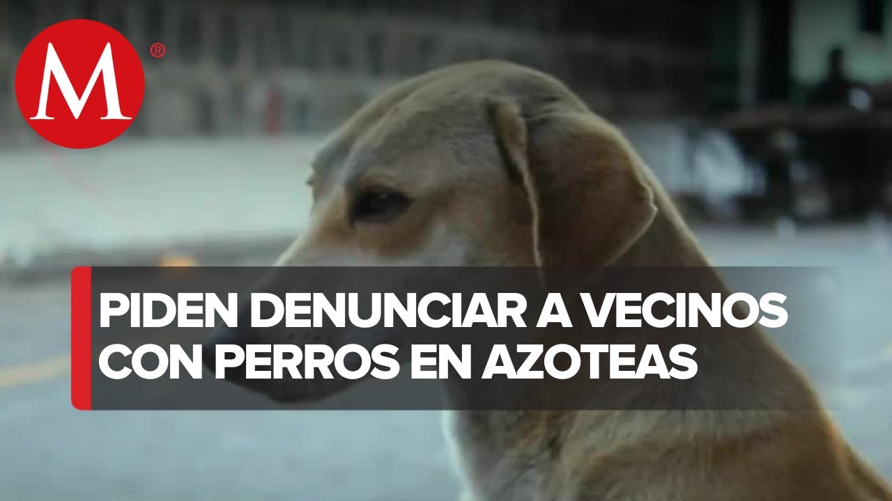 Perros en azoteas' son causa de denuncias ciudadanas por maltrato animal