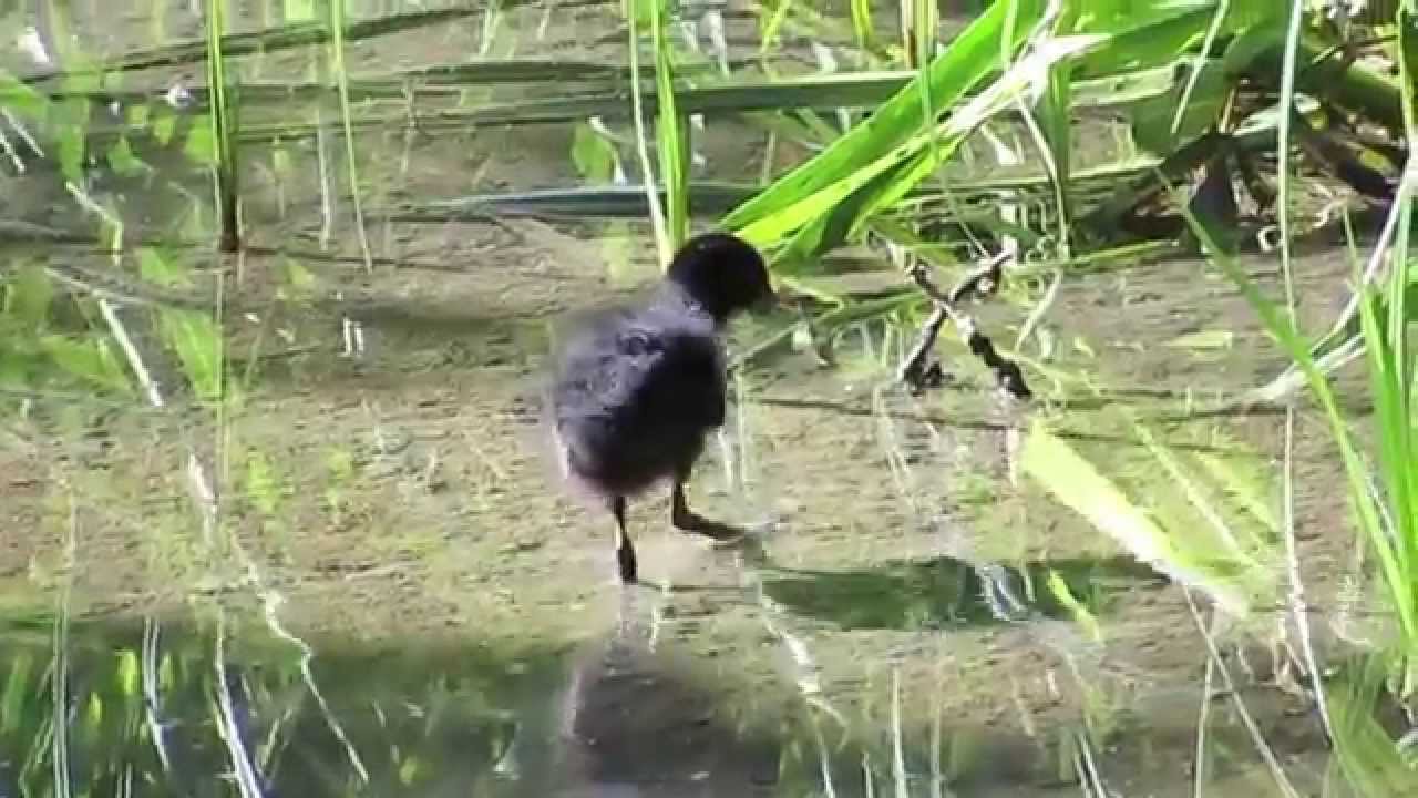 Water Rail