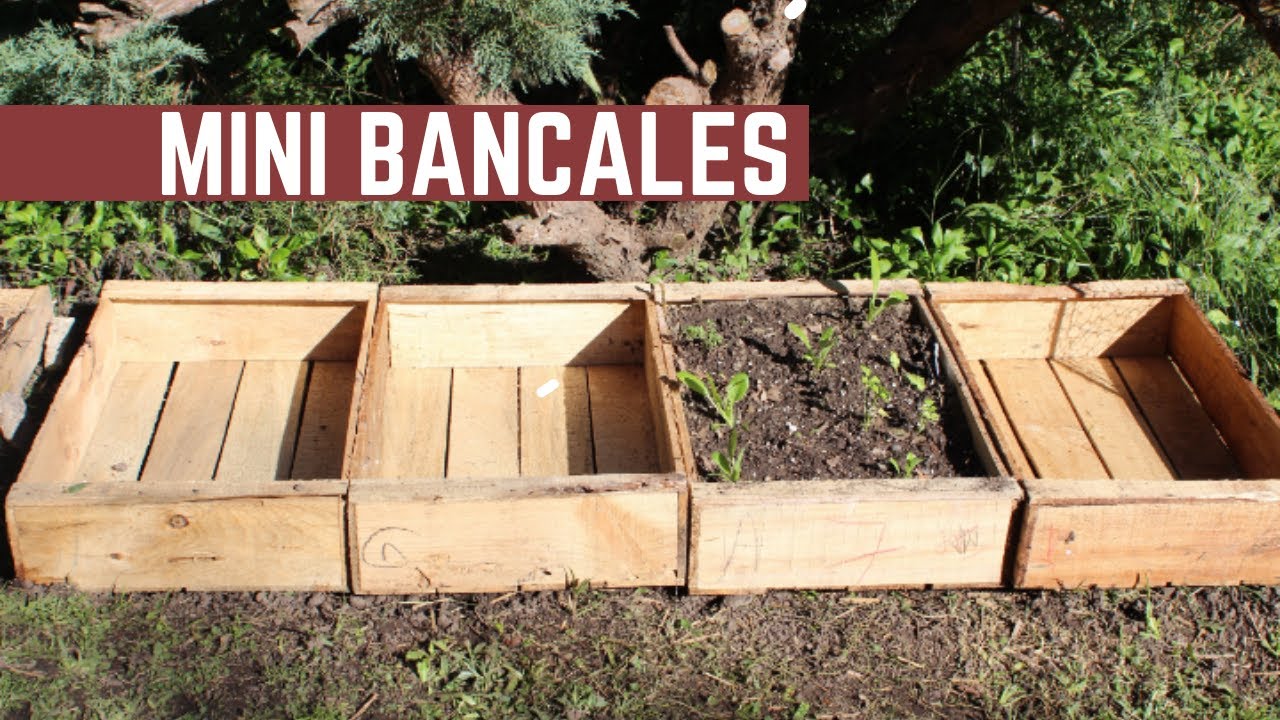Como Pasar Plantines a Bancales Reutilizables - Agroecológico y Autosustentable