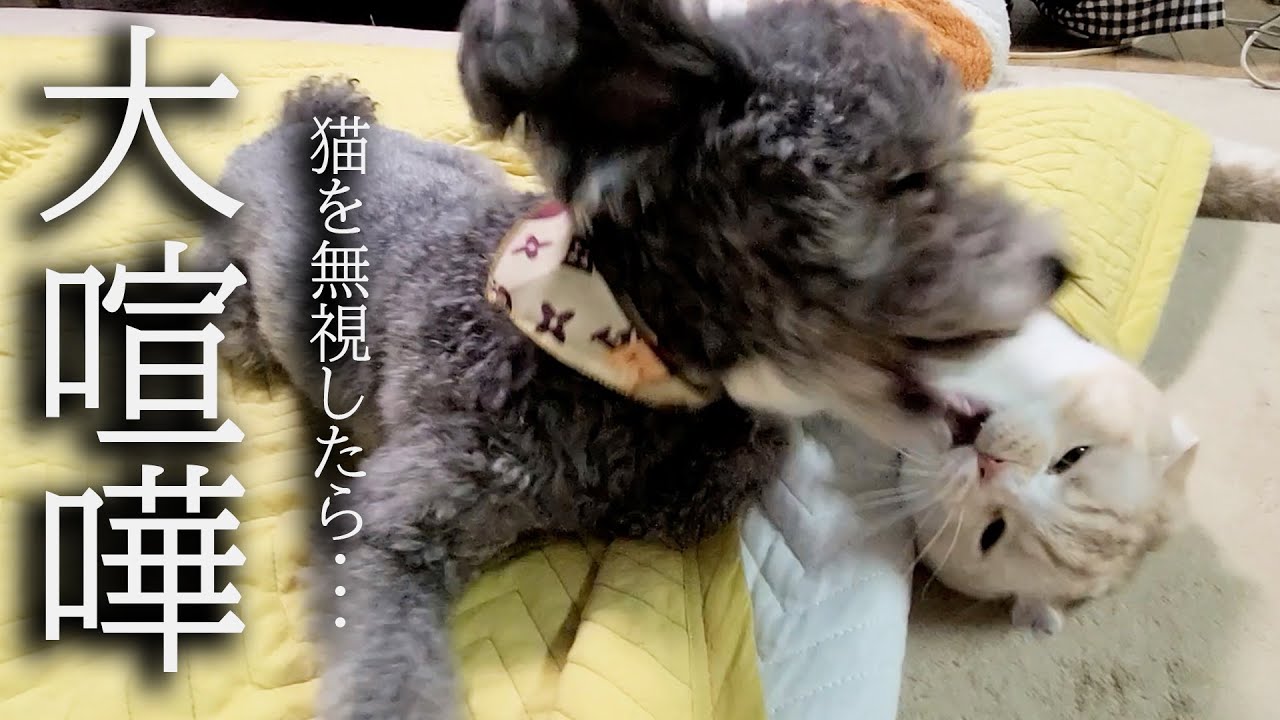 かまってモードの猫を犬が無視した結果がこちら...