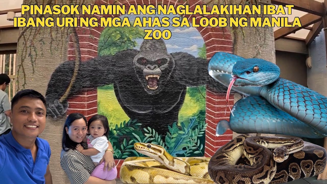 Pasyal naman sa manila zoo ibat ibang uri ng ahas bago umuwe sa tayabas