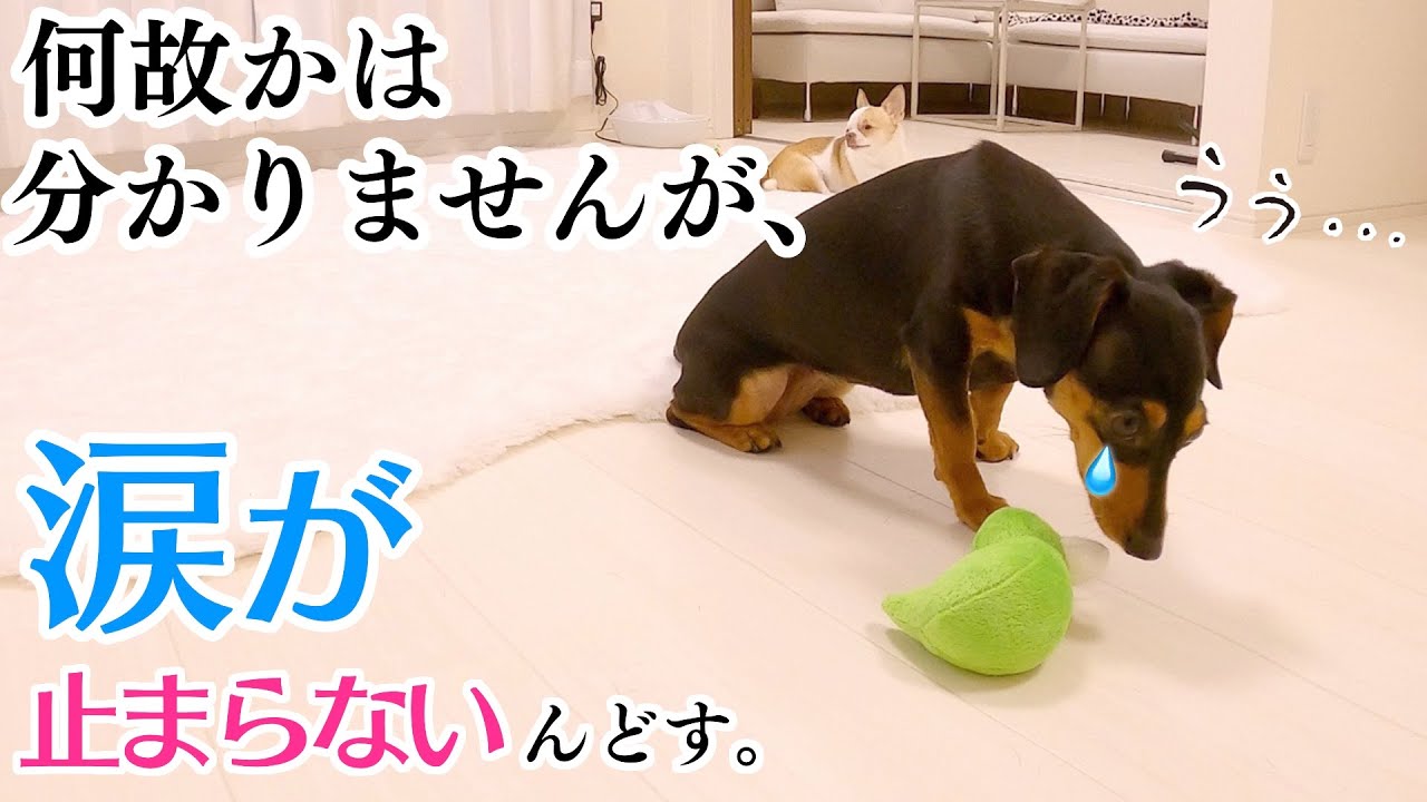 犬のお留守番を隠し撮りしてみたら…胸が締め付けられました。