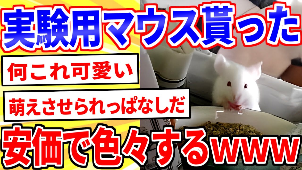 【2ch面白いスレ】実験用のマウス貰ったから安価で色々するｗｗｗ【ゆっくり解説】