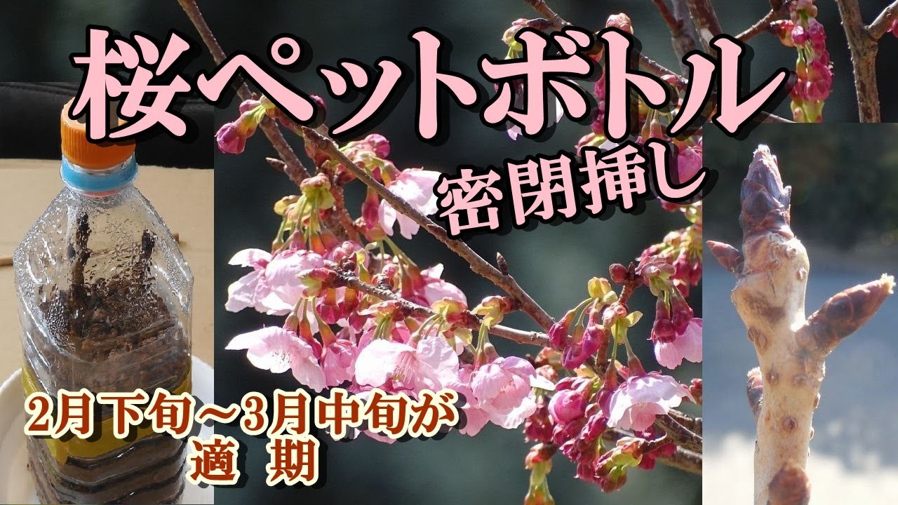 【桜 挿し木】サクラをペットボトルに密閉挿し木、2月下旬～3月中旬が適期 Sealed cuttings, late February to mid-March is the best time