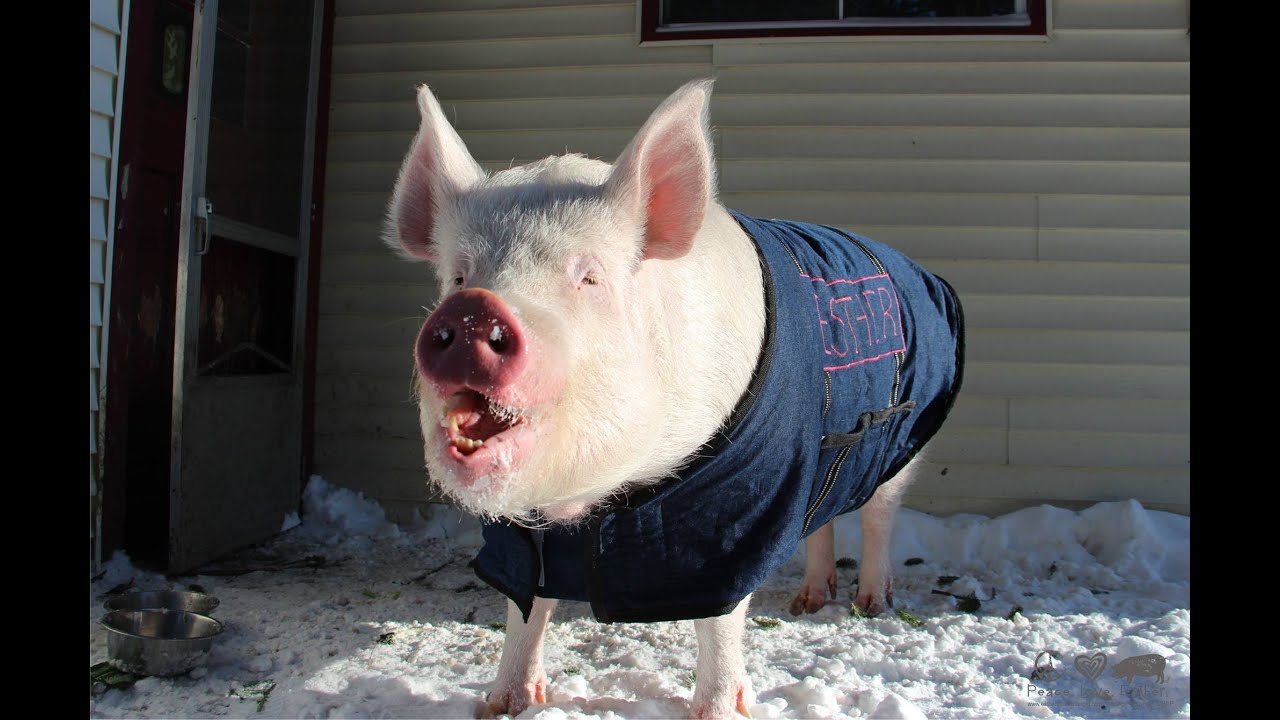 Happily Ever Esther Farm Sanctuary - a sneak peek