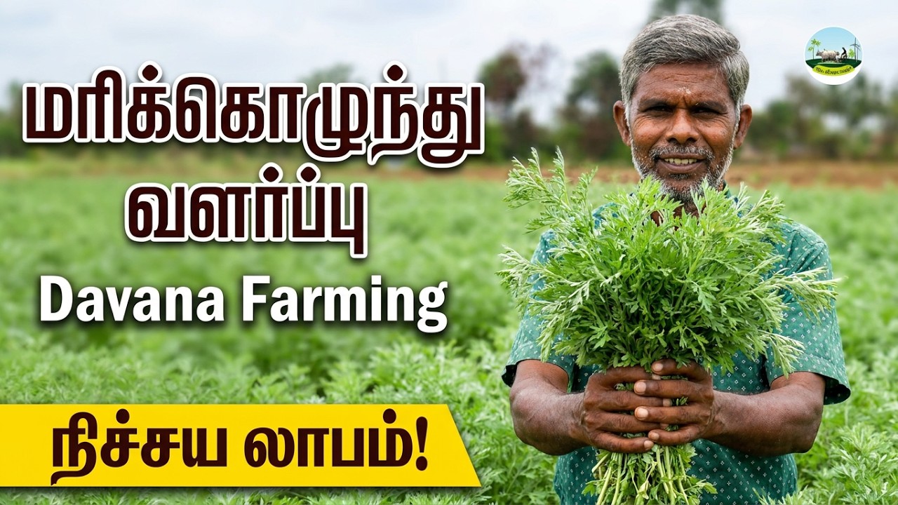 மரிக்கொழுந்து வளர்ப்பு! நன்றாக மகசூல் தரும் வகையில் மரிக்கொழுந்து வளர்க்கும் முறை | Dr.விவசாயம்