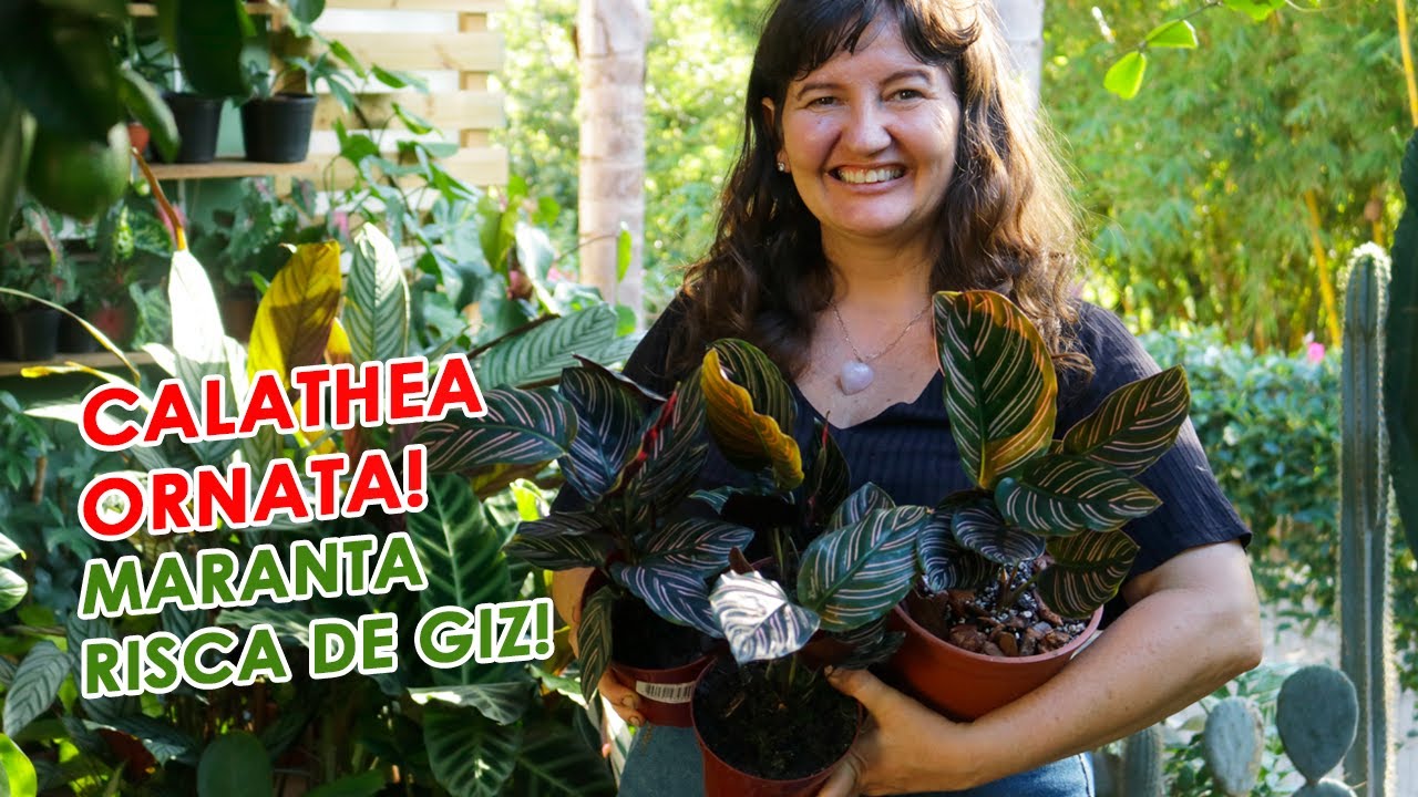 Como cuidar da MARANTA RISCADA