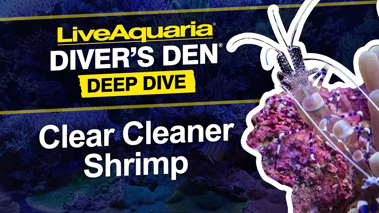 LiveAquaria&reg; Diver&rsquo;s Den&reg; Deep Dive: Clear Cleaner Shrimp
