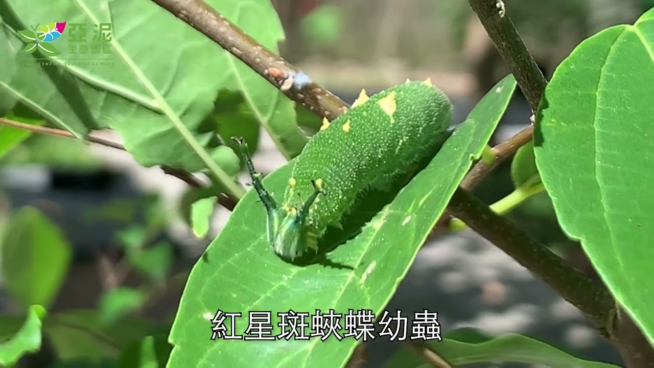 朴樹  亞泥生態園區