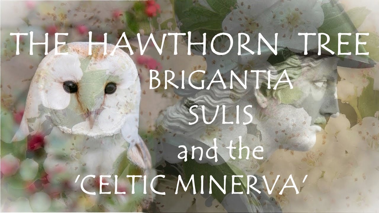 Around the Grove ~ Hawthorn ~ 2024 ~ Blodeuwedd, Olwen, Brigantia, the 'Celtic Minerva'