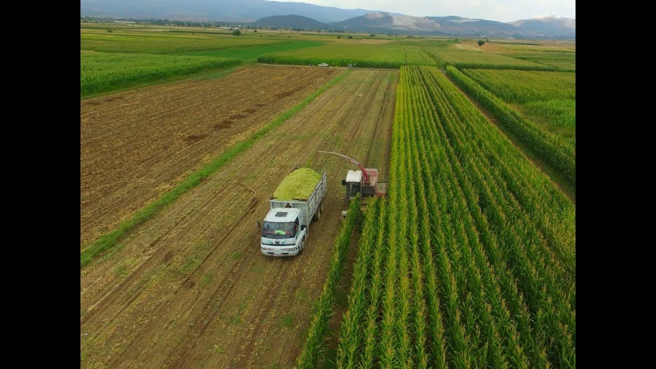 4 Sıralı Mısır Silaj Biçeri - BURDUR KARAMANLI
