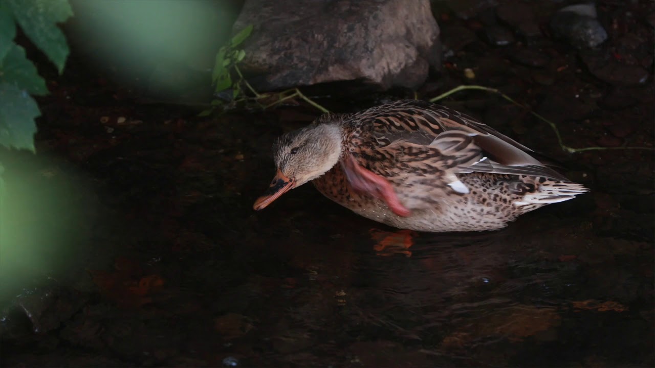 Resourceful Rivers - Cork Nature Network