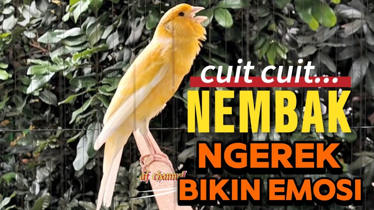 KENARI GACOR CUIT CUIT MEMANGGIL LAWAN BIKIN EMOSI |06| COCOK BUAT PANCINGAN KENARI BELAJAR BUNYI