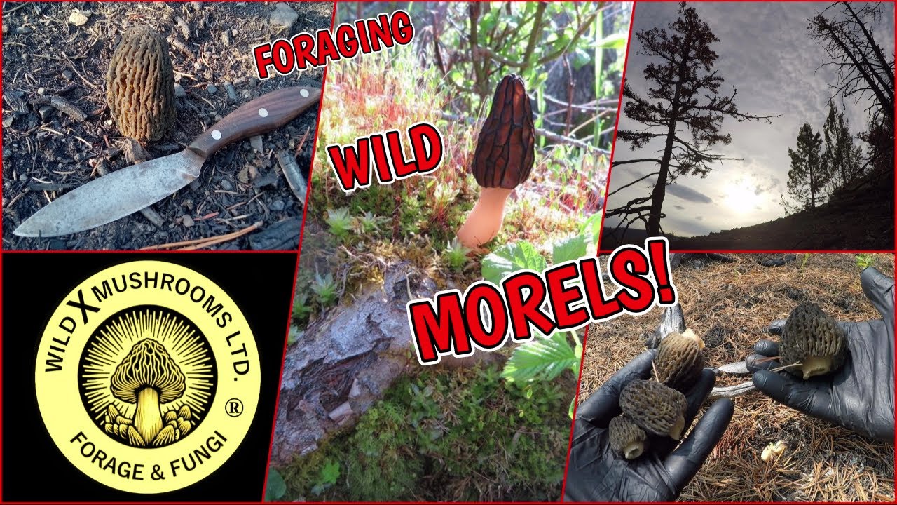 Foraging Wild Morels!