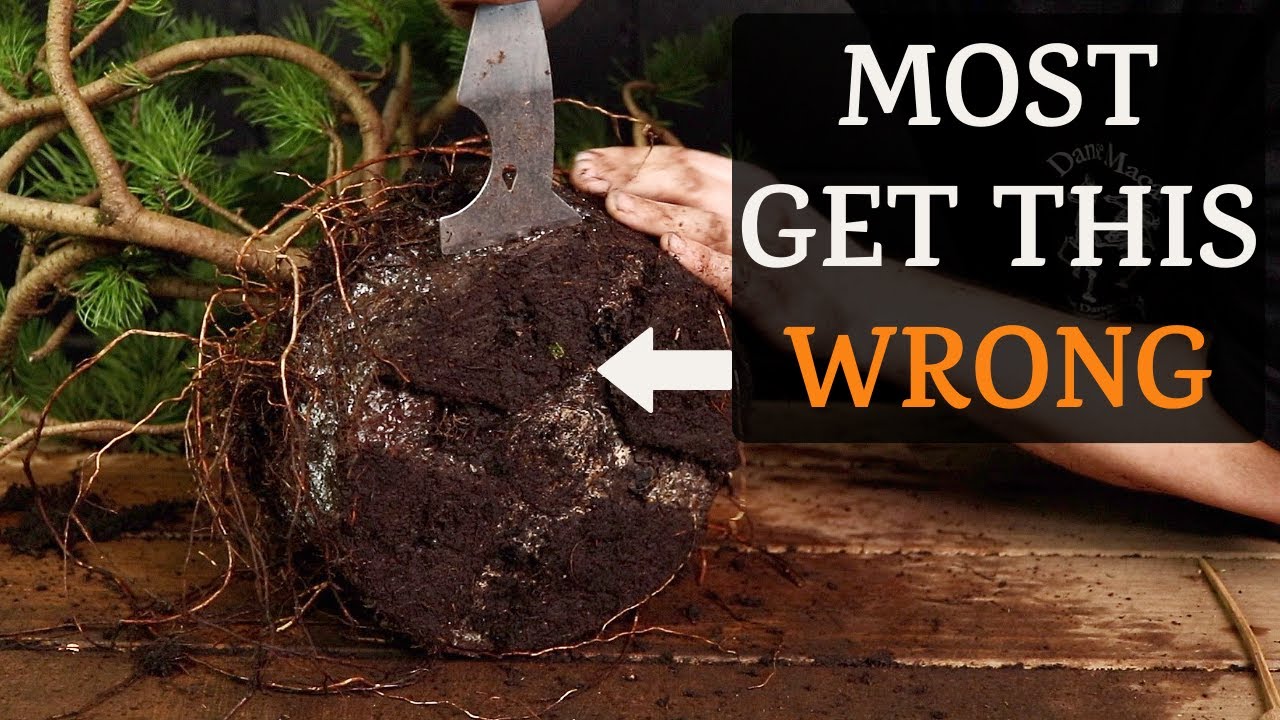 Why Pines Die After Repotting